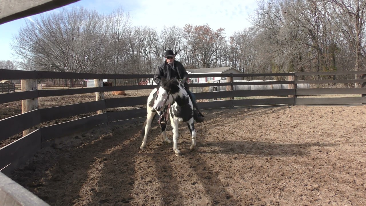 Older Green Broke Horse  Part 11  Helping Him Accept a Rider