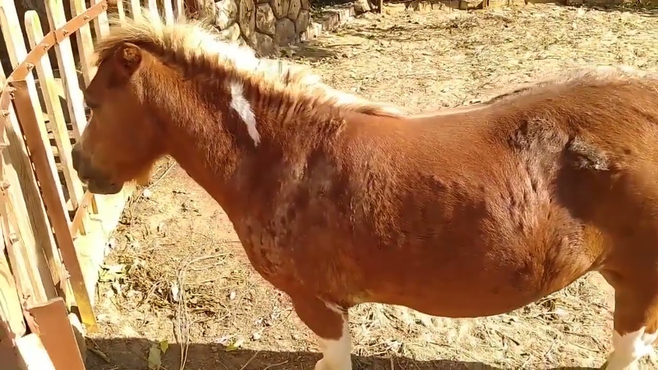حديقة الحيوان 
