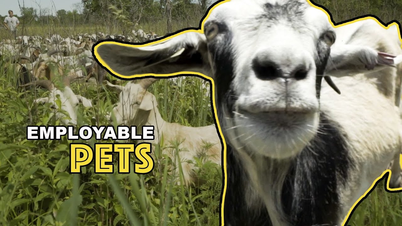 CUTE GOATS: Hungry goats are a clean way to clear landscaping