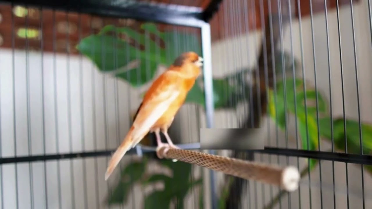 Canário Belga Cantando Alto Demais – Incrível!