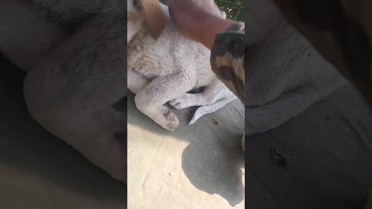 Cute baby. Mom less dog. Voiceless animal love. 