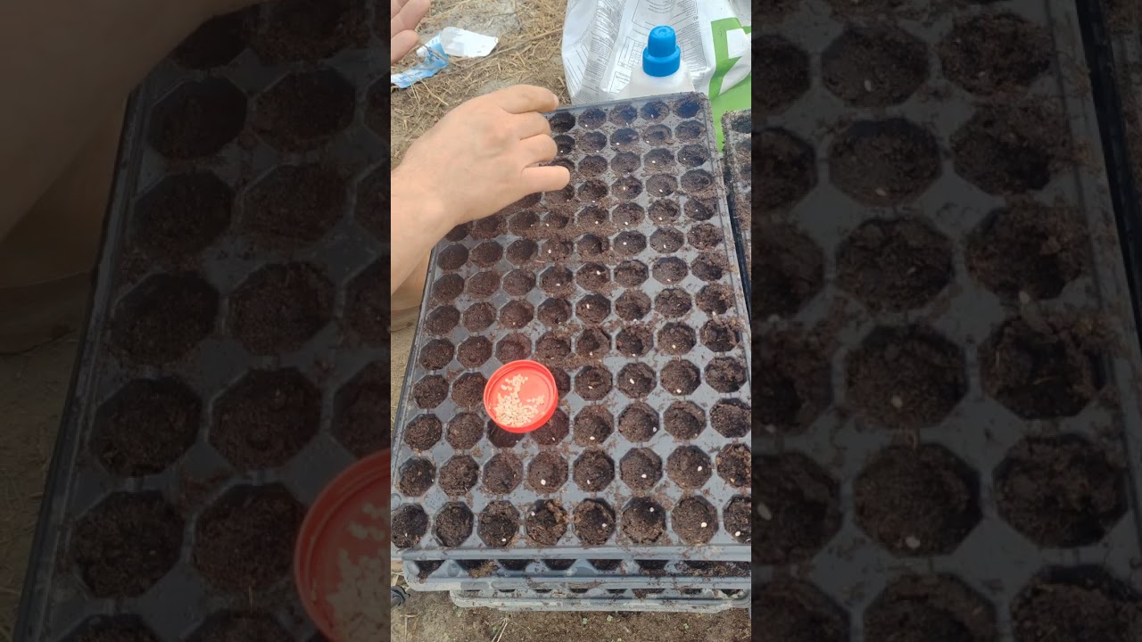 Susuz yetişme özelliği olan Çanakkale kıvırcık domates çeşitimizi ekmiş bulunmaktayız