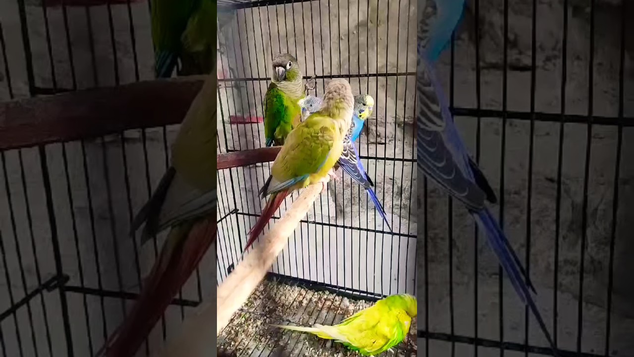 Green conure parrot 