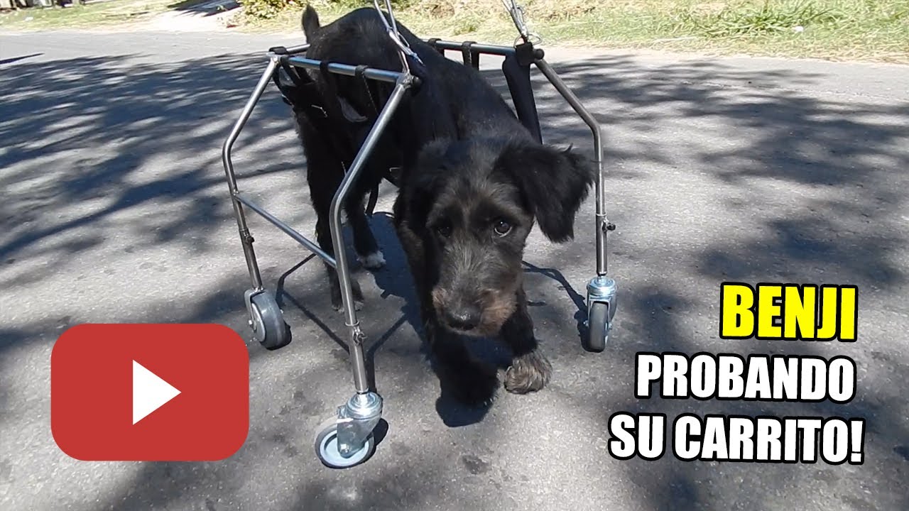 Carritos para perros Run Again. Benji prueba su carrito de 4 ruedas. Secuelas de moquillo.