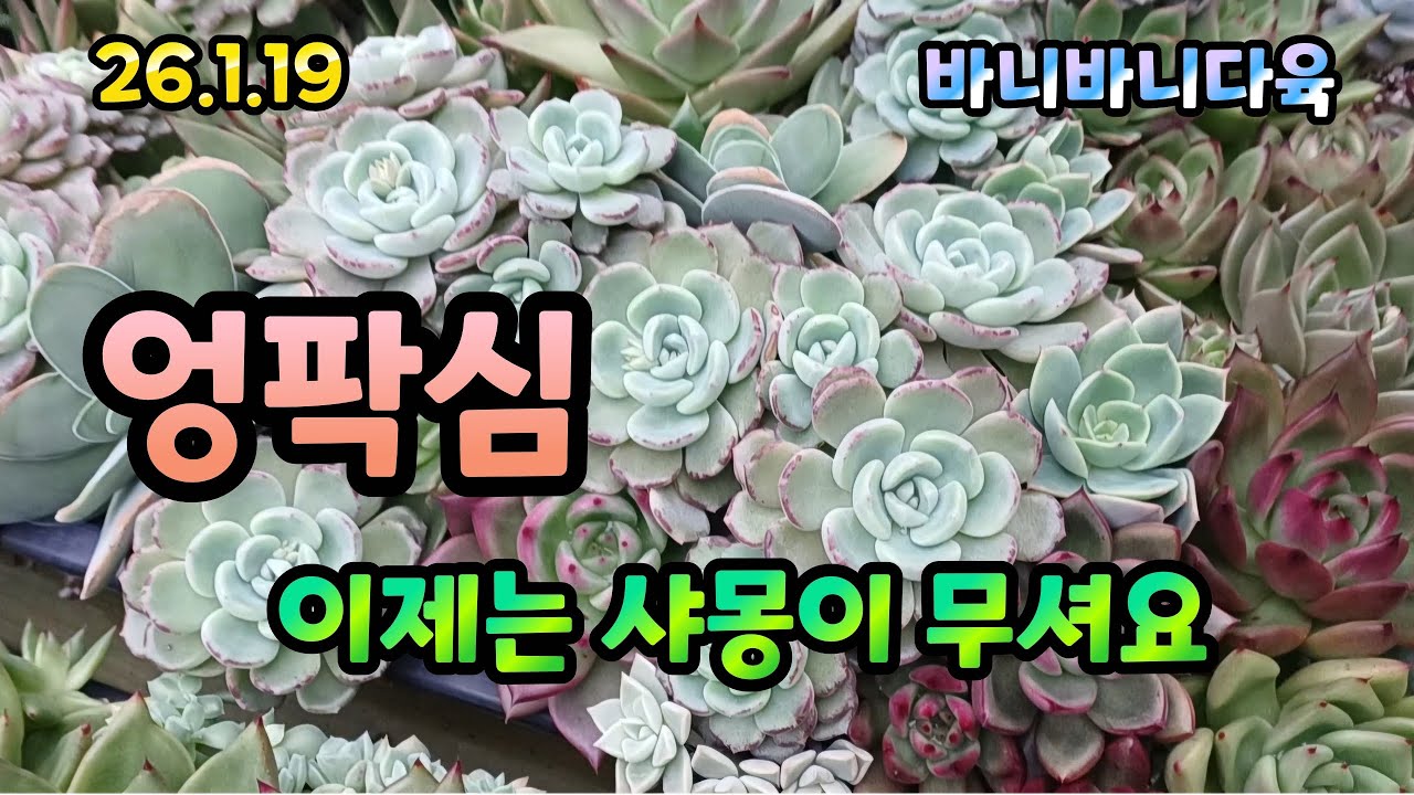  📷 엉팍심 샤몽, 완성은 했으나 조만간 재시도 예정#다육이#다육식물#succulents#多肉植物