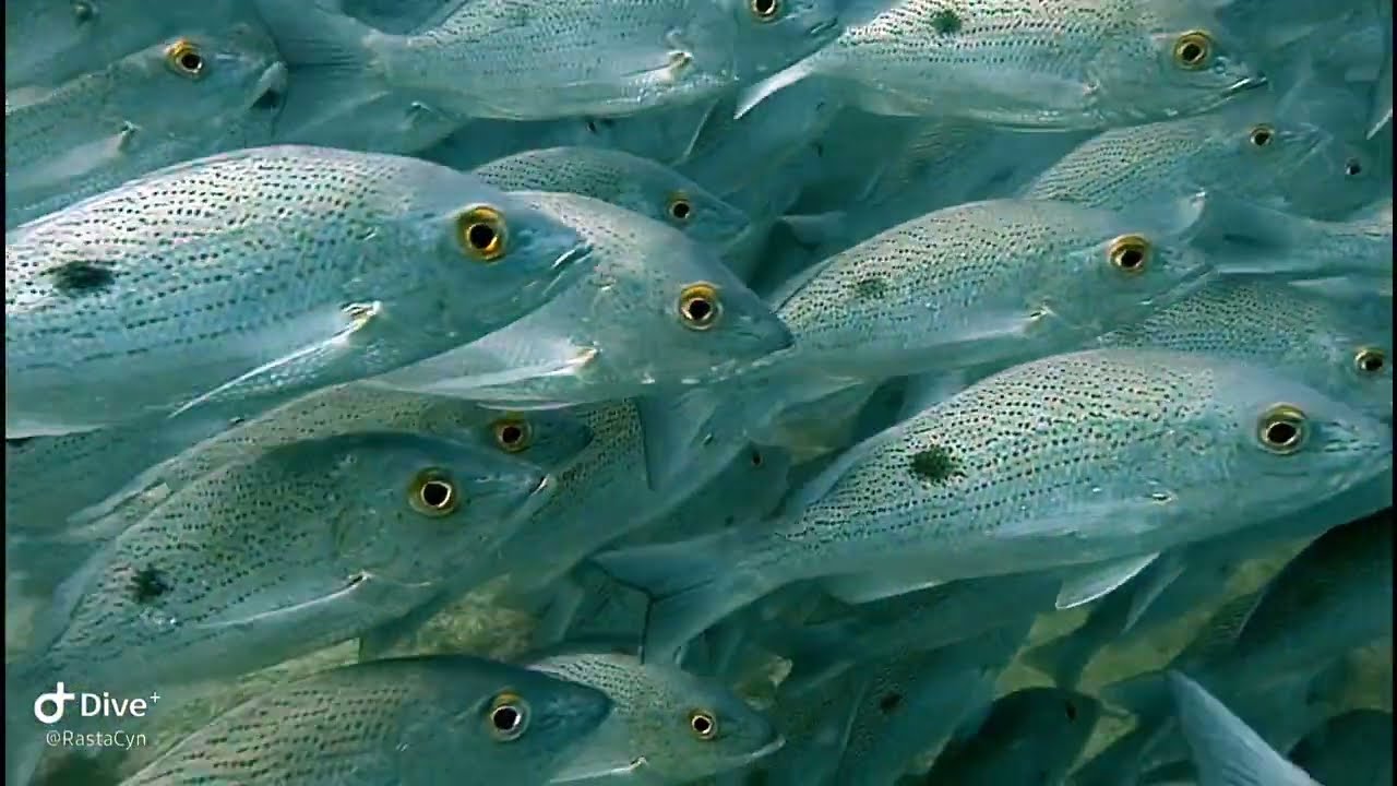 Coiba Dive!! Panama winter season 2022-2023