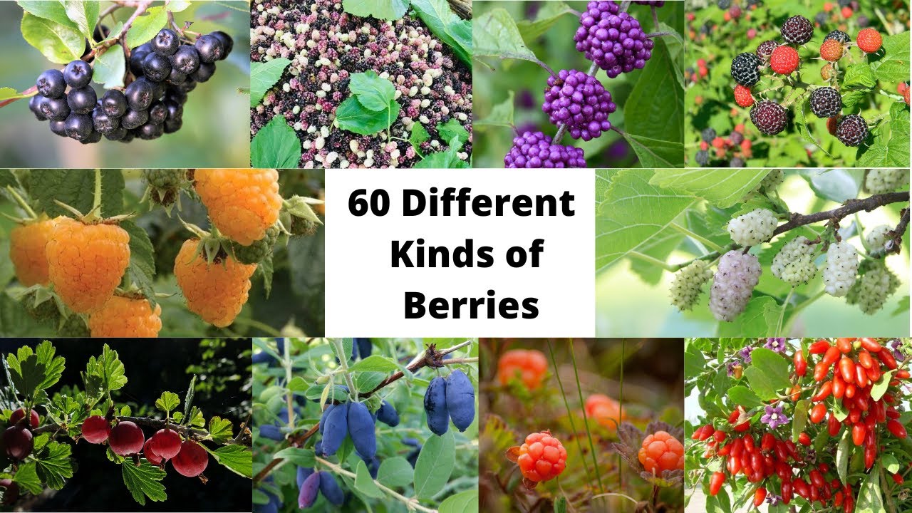 60 Different Kinds of Berries
