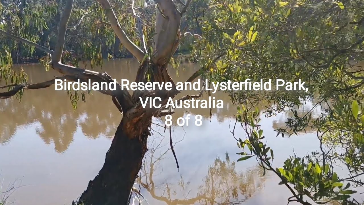 Trail Run n Scenic Stop 8, Birdsland n Lysterfield Park #reserve #listen #observe @SPsiuping