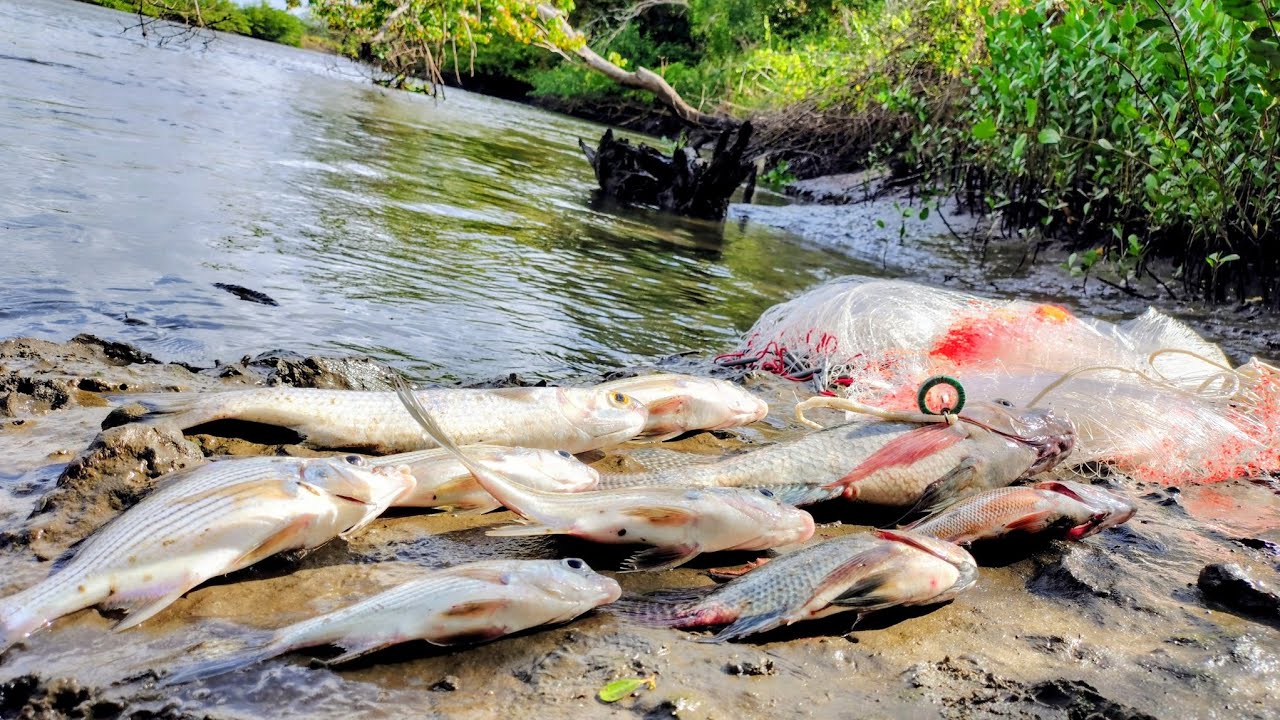 TARRAFA BOA E AQUI PEGA PEIXE  