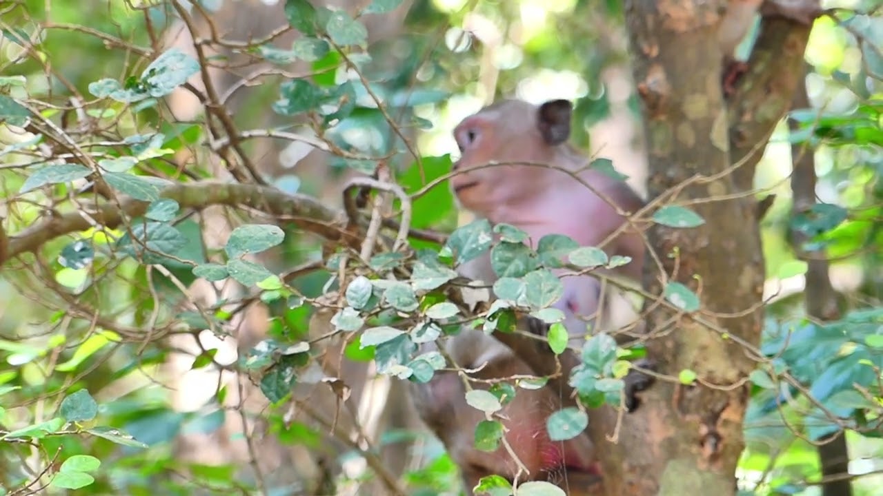 Baby monkey on branch , They in free for walk out, Keep stay on branch of some day for Mother,