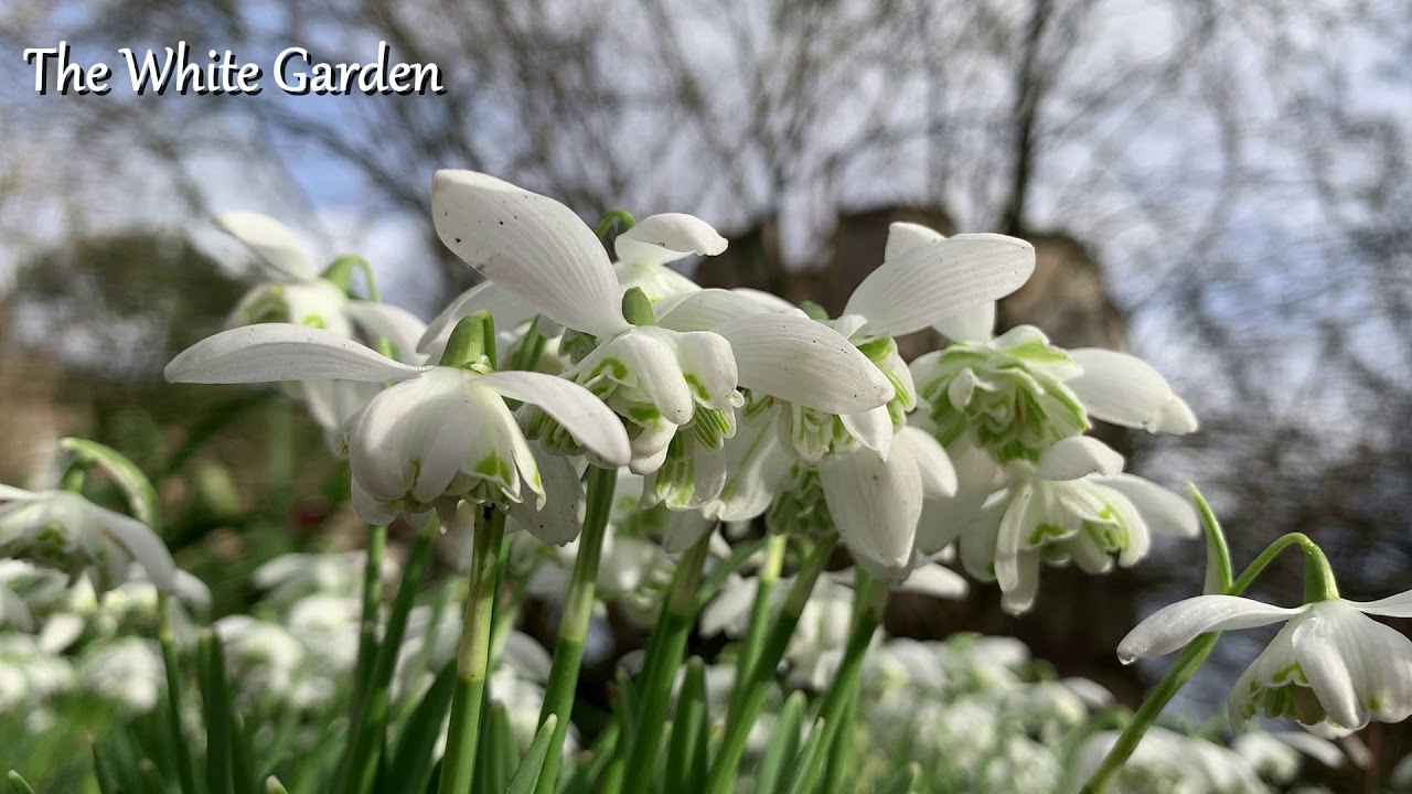 Snowdrop Virtual Tour - Part One