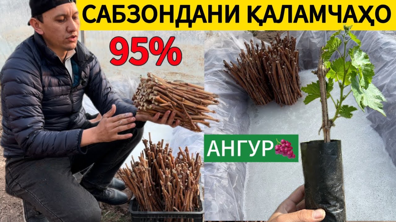 Тарзи таёр кардани ниҳоли ангур ( қисми 1 )🪴🍇