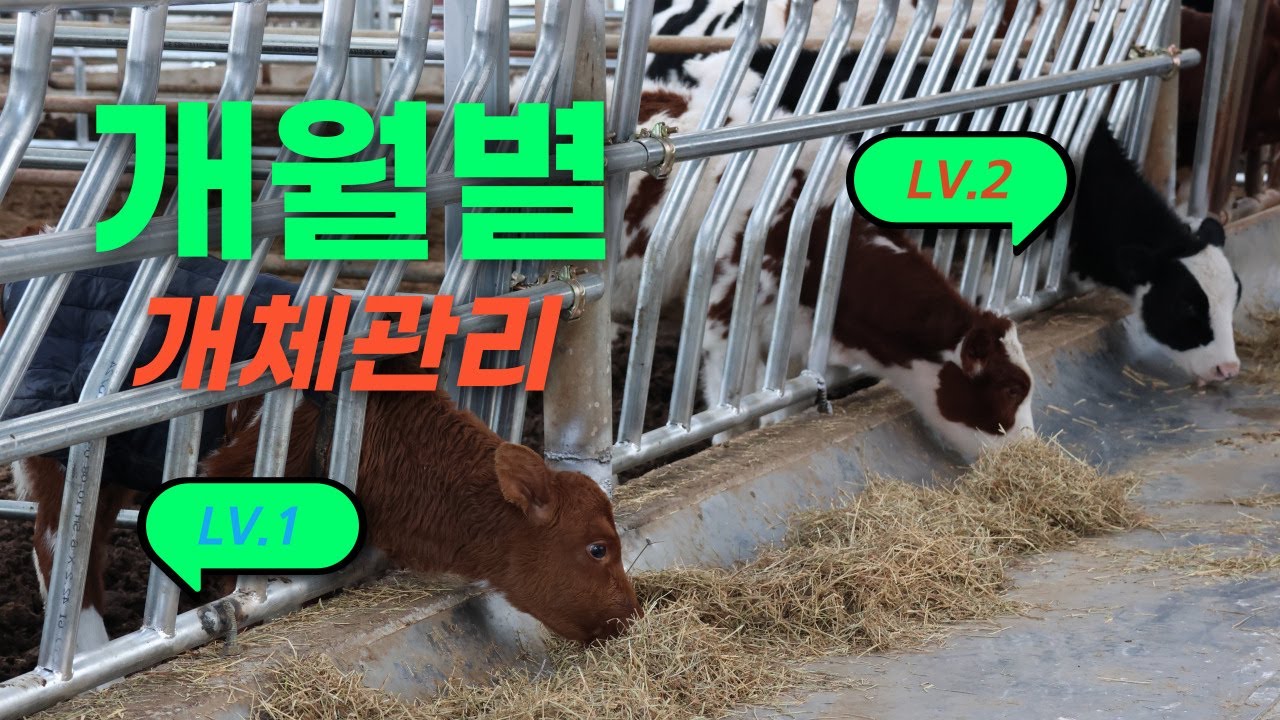 [축사TV-219편] 축사 내부시설 개보수 l 축사 회전문 칸사리 급수기 l 축산 기자재 교체 설치