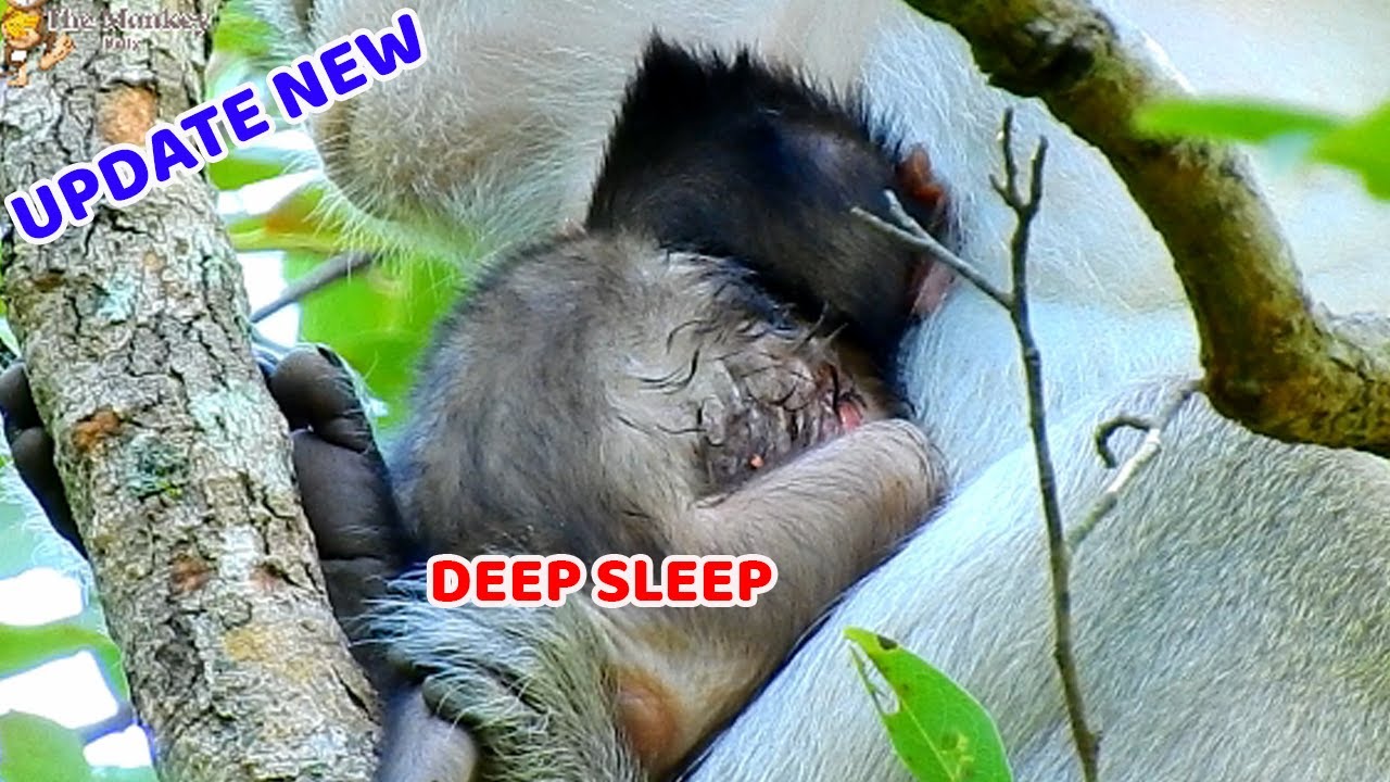 Poor baby Cinn deep sleep getting much milk after lose much bloood, Thanks mom Cruela feed milk Cinn