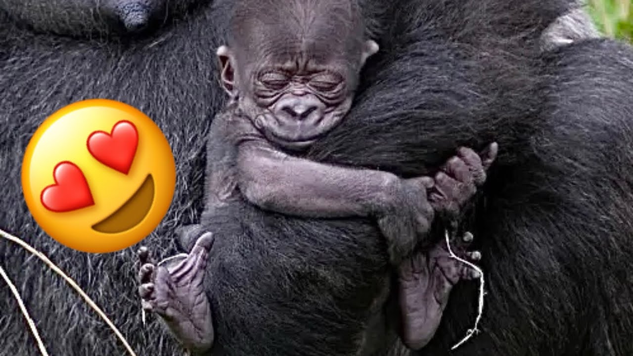 Lucky NEWBORN  baby gorillas 😍from different zoos around the world ❤️
