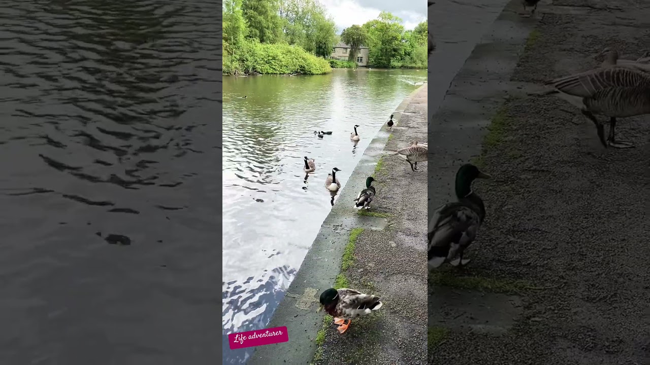 Geese and ducks in Bakewell #travel #nature #england #peakdistrict #goose #ducks #bakewell