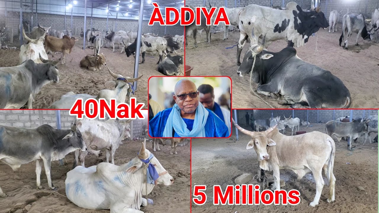 Ramadan 2026 Déballé Adiya Wakeur Serigne Moudou Aminta Fall ci Serigne Amdy Khady Fall