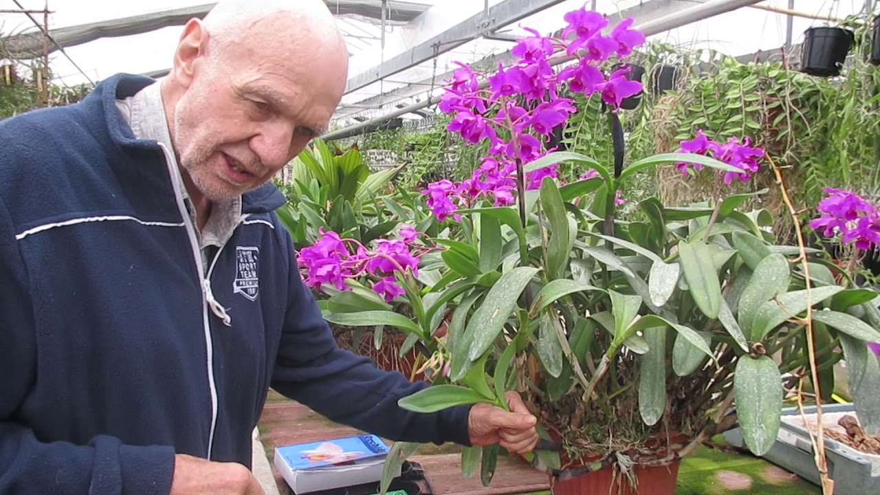 Cattleya bowringiana, una grande Cattleya con tantissimi piccoli fiori