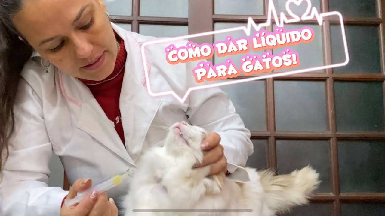 Como dar remédio/medicamento líquido para gatos - nível fácil e médio 💉 💦 + 😸