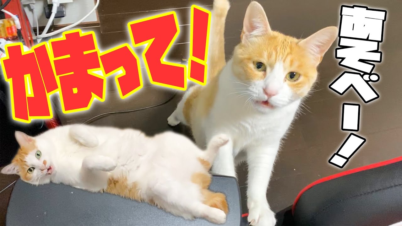 【無視】飼い主にかまってほしい猫たちのアピールが可愛すぎたwww