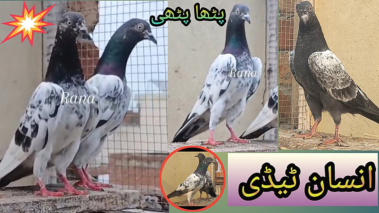 Insan tedy pathi patha ||Outclass performance ||Rana kasuri pigeon ||03216594731whtsapp ||
