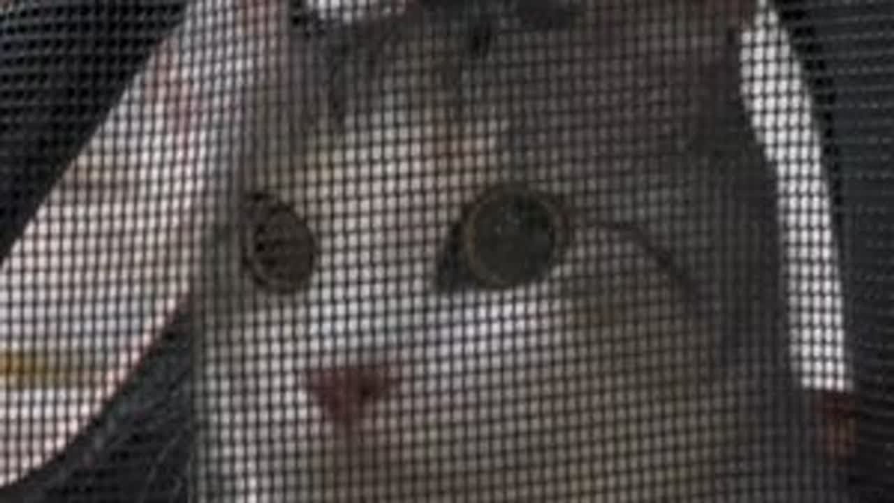 带花卷去医院做绝育手术的术前检查#捡了个猫 #它真的好像个小宝宝 #萌宠出道计划 #我把我的猫养大啦 #卷耳猫花卷