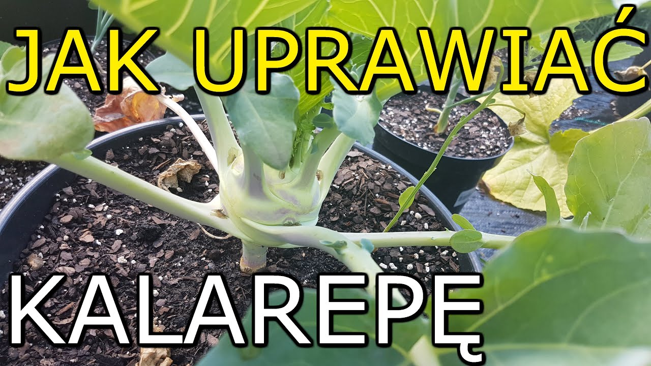 Jak uprawiać Kalarepę | Uprawa Kalarepy KROK po KROKU