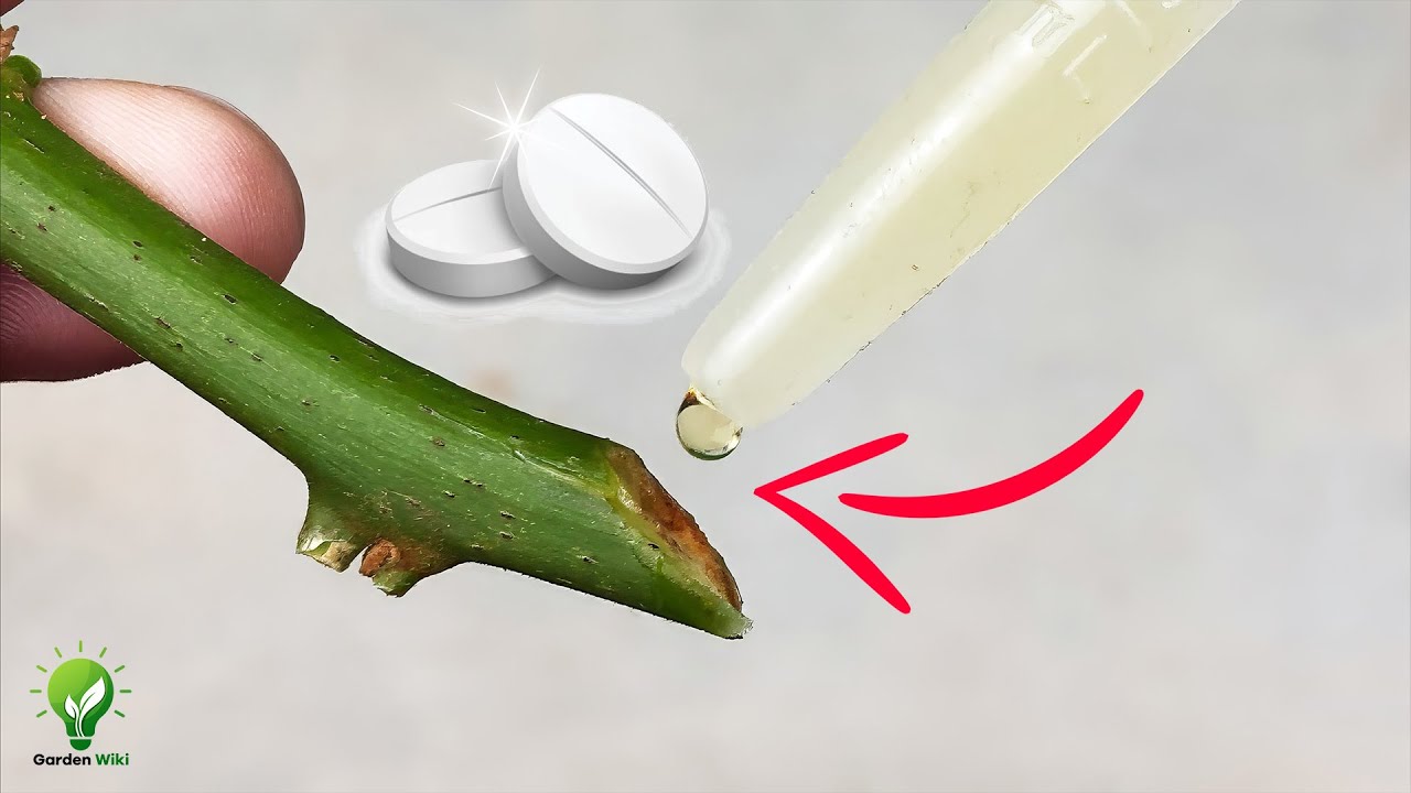 7 POWERFUL FREE HOMEMADE ROOTING HORMONES| Natural Rooting Hormones