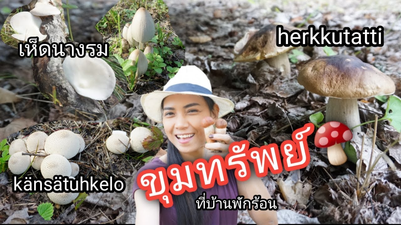 2.9.2019 เห็ดผึ้งหวาน, เห็ดเนย กรี๊ด😱😱เห็ดนางรมแรก! ที่บ้านพักร้อนตัวเอง😱👍😍