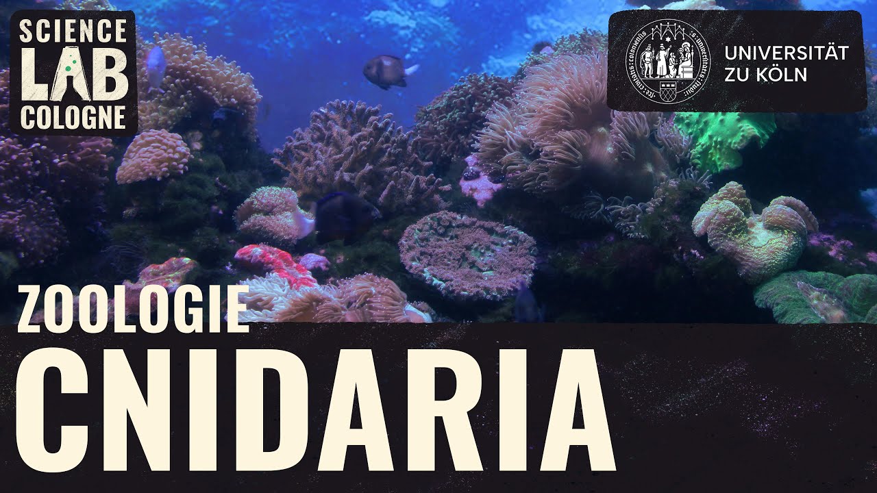 Zoologie - Cnidaria (Präparate)