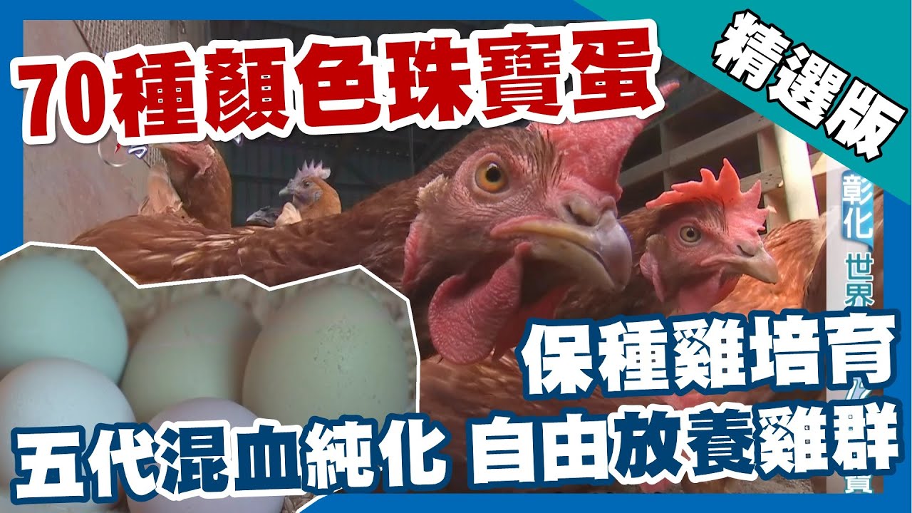 台灣第一等【70種顏色雞蛋土博士 稀有雞種大本營】彰化_精選版