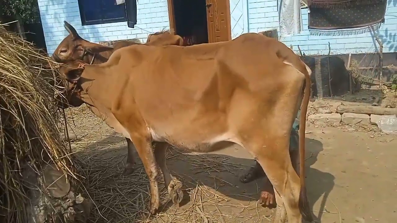 মাশা আল্লাহ বল্লবেন বন্ধুরা আশার পরেই FMD🐂🐄দোয়া করবেন🌹❤️