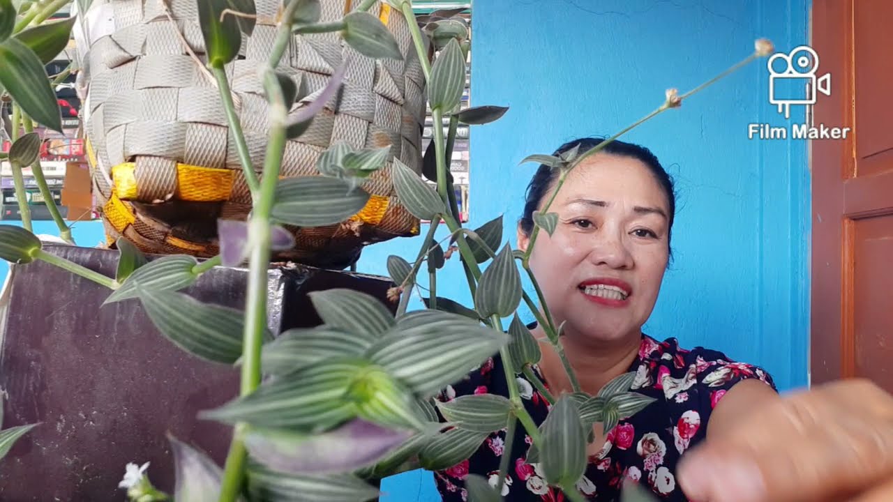 CALLISIA GENTLEI CV ELEGANS