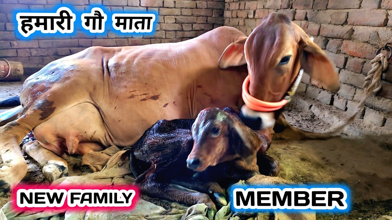 Cow Giving Birth To A Calf 😍