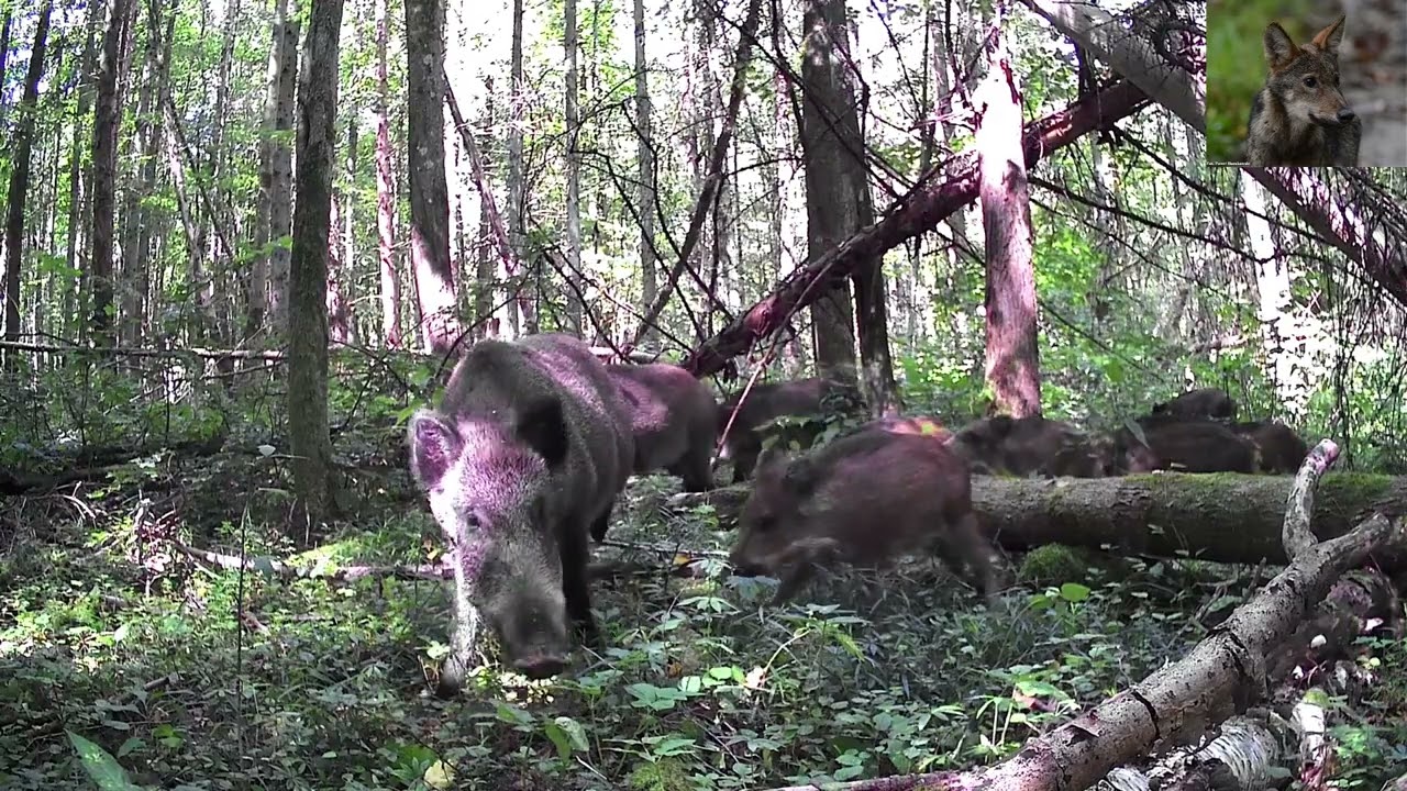 Europejskie safari odc.42 Dziki ( Sus scrofa )