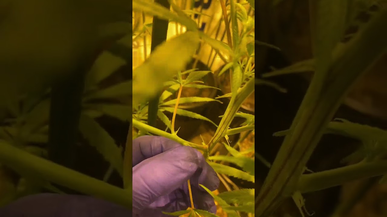 Eliminate those airy buds.#indoorgarden #fyp #trimming