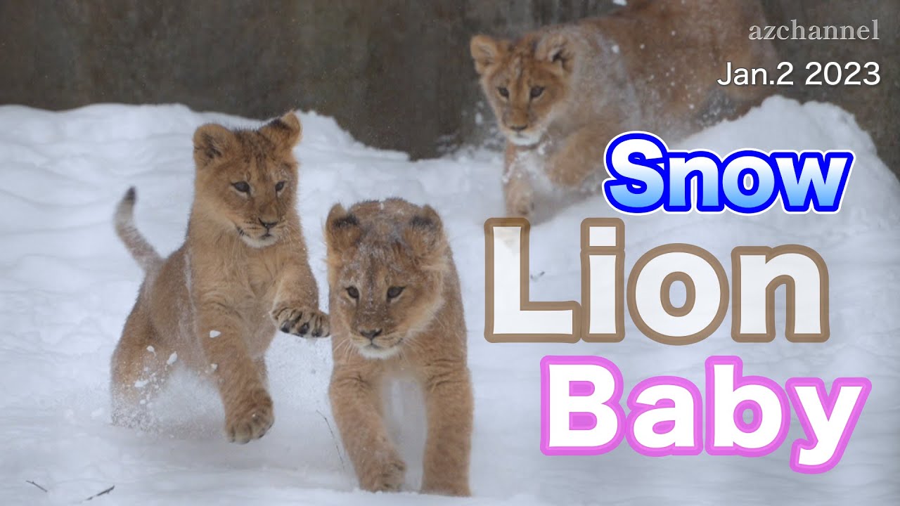 【旭山動物園ライオン】雪上を駆けるベイビーライオン❄️🦁 躍動する生命力！Lion Cubs in the Snow ❄️#lion  #family  #animals