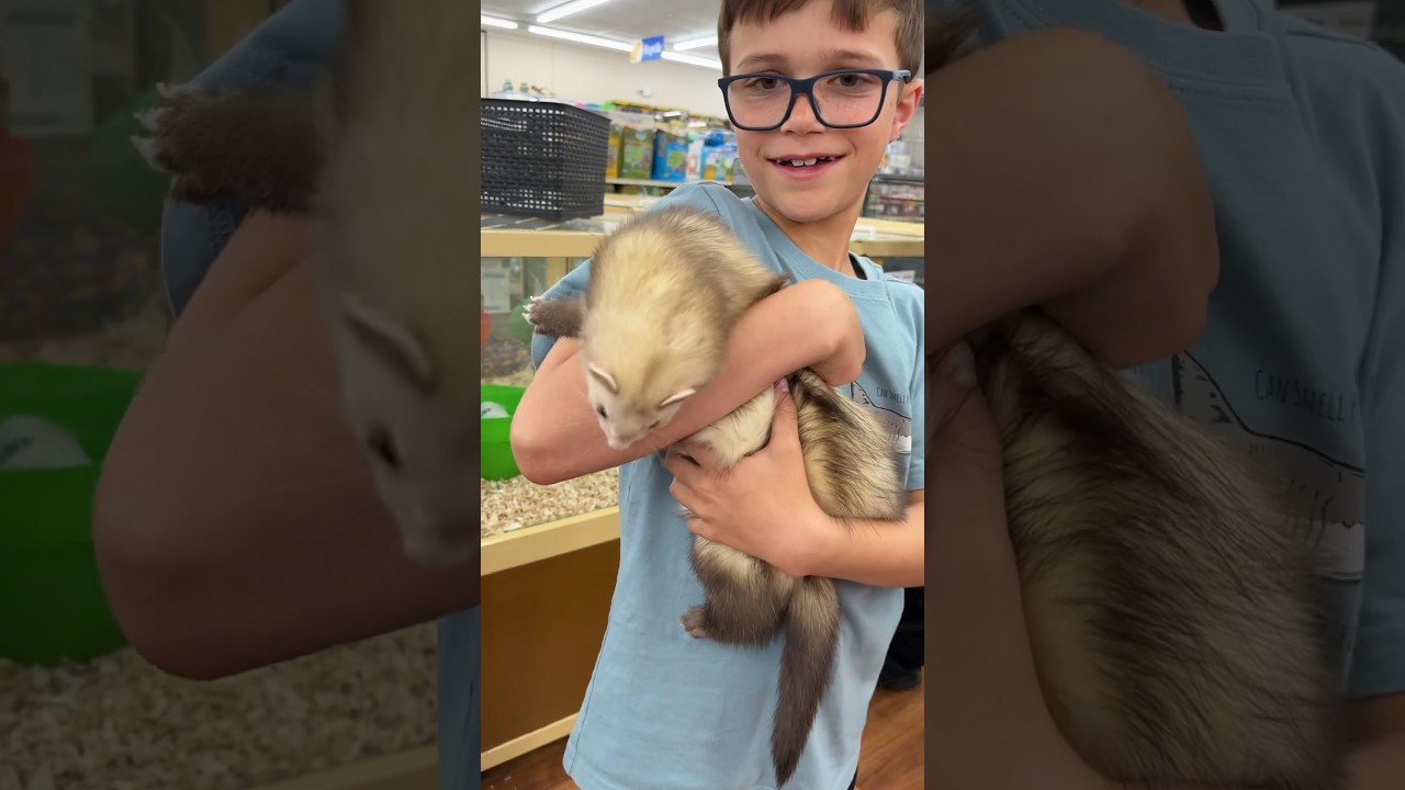 Ferret playtime #ferret #ferrets #pets #cutepets #cute #florida #funny #petslover #animallover #fun