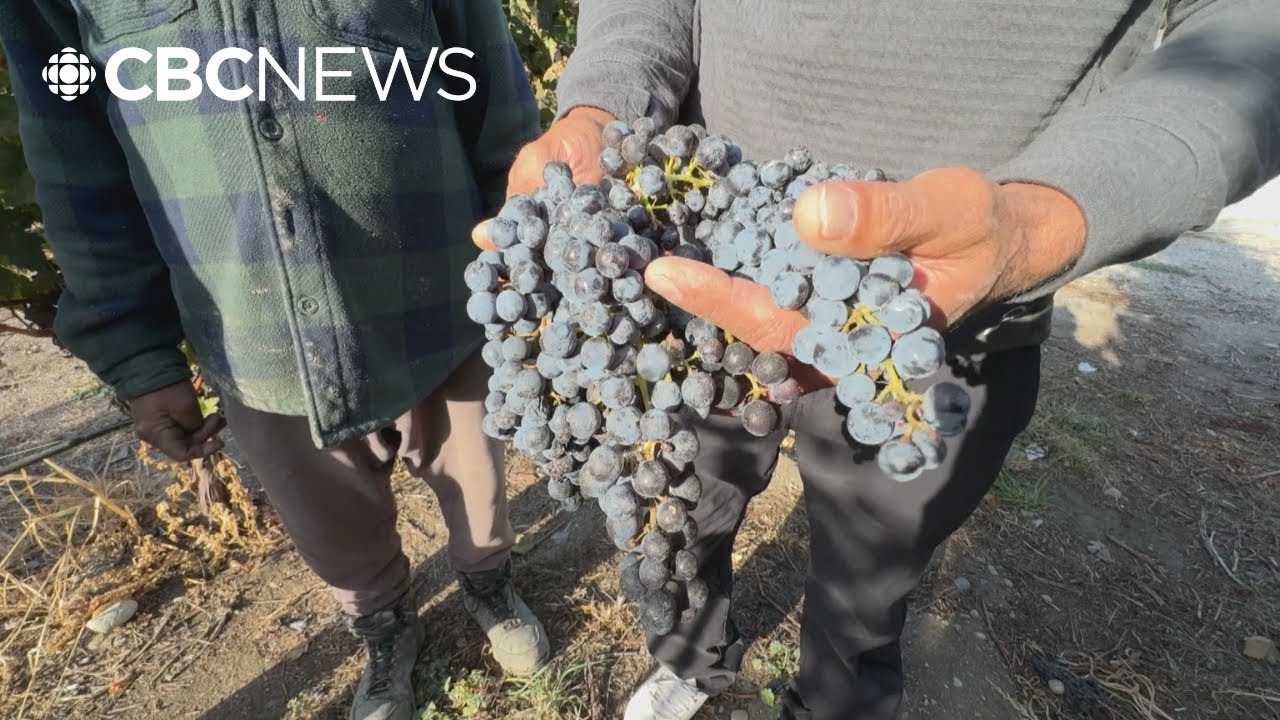 B.C. grape growers can't find buyers &mdash; even as wineries are allowed to import U.S. grapes