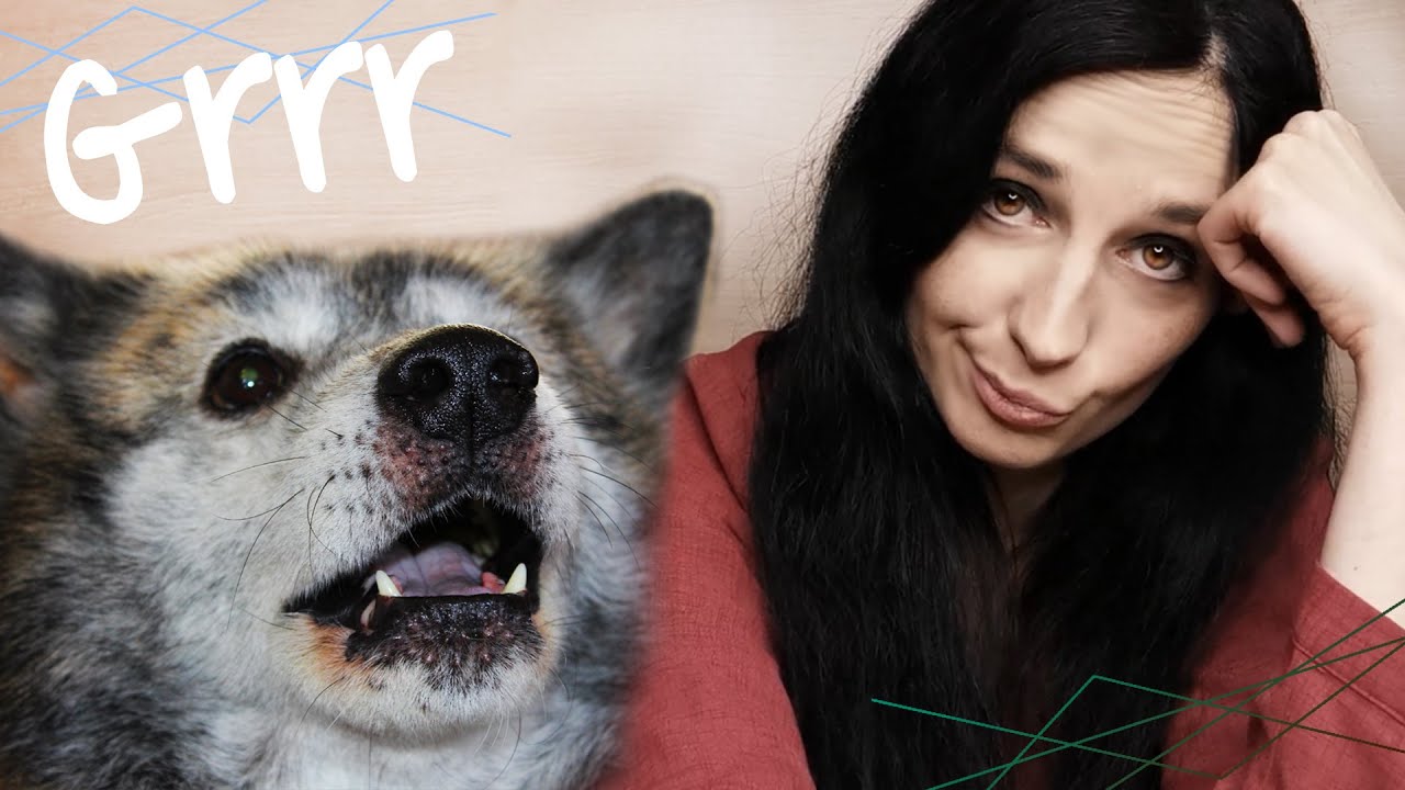 STORY TIME : mes 2 pires bagarres de chiens !