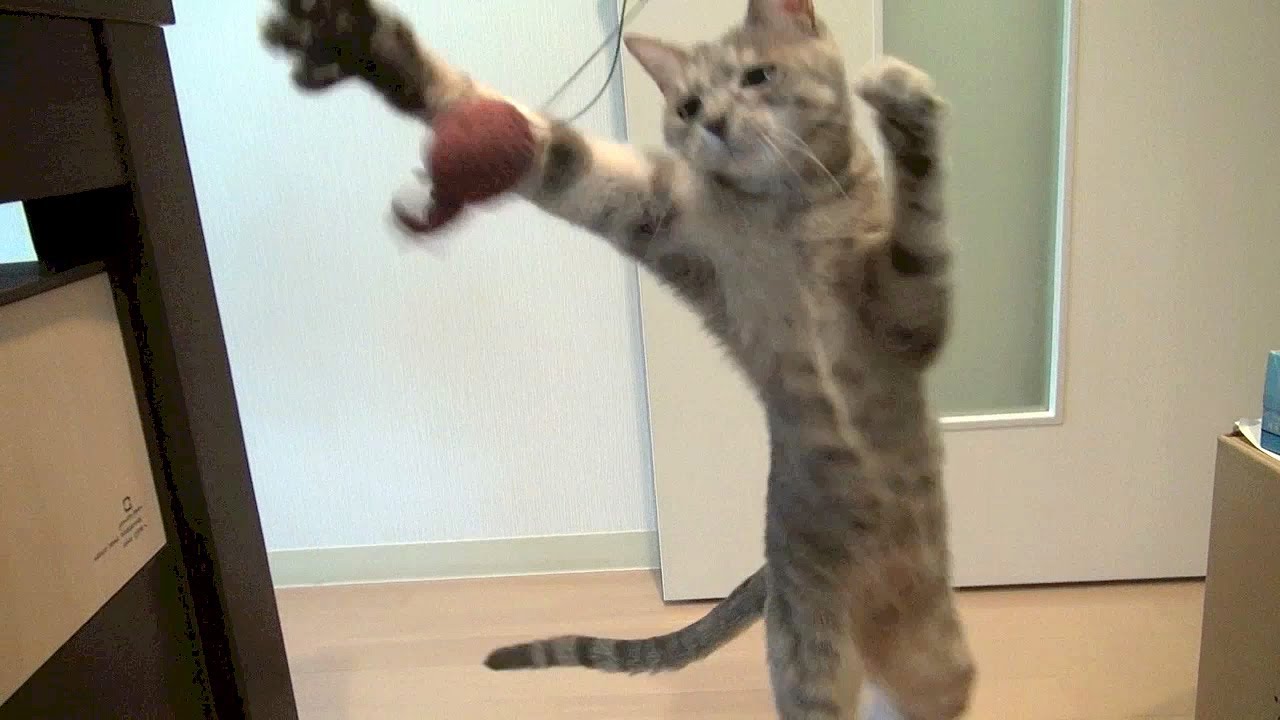 ややこしく遊ぶネコ - Cat playing with confusing place -