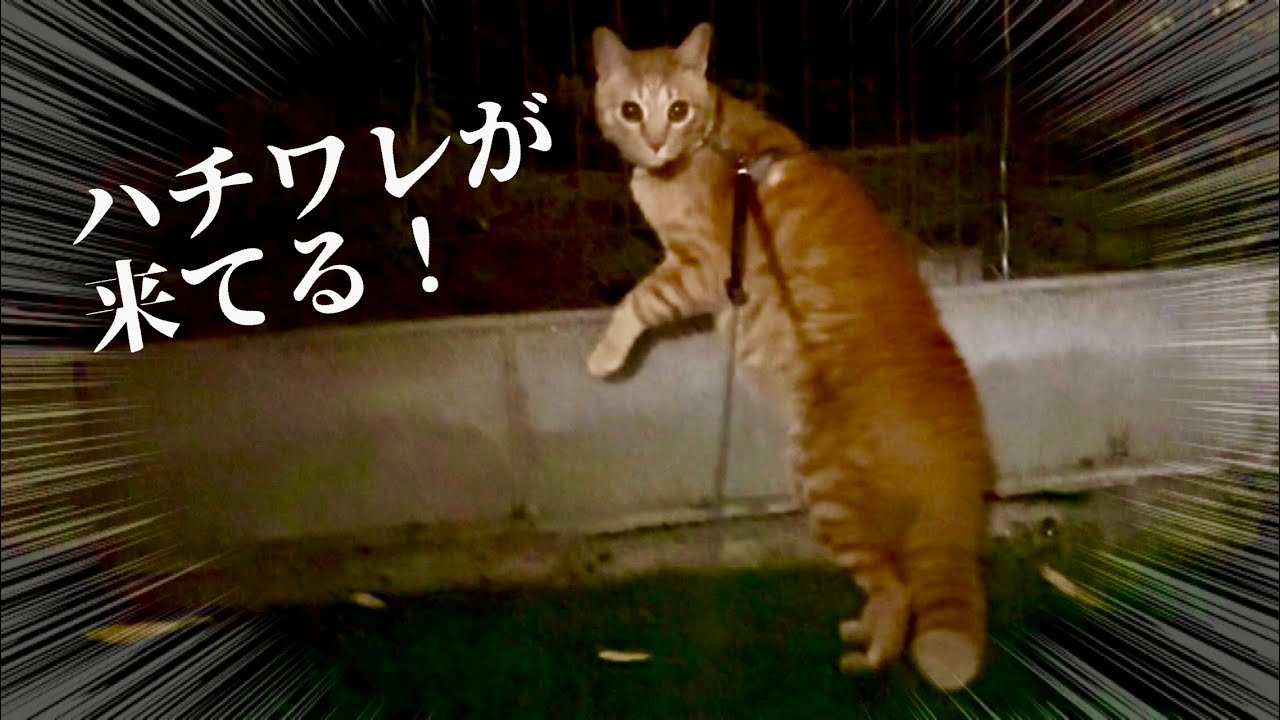 ハチワレが来て尻尾がごん太になっちゃうまるとら💥唸るぽこまる！