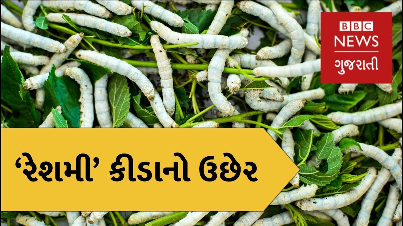 Silk sarees made from ants. From stink to silk: The farmer turning Sewage Water into Saris