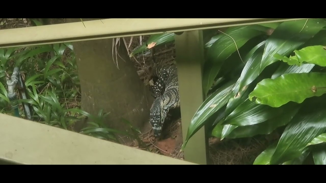 Goanna v AI