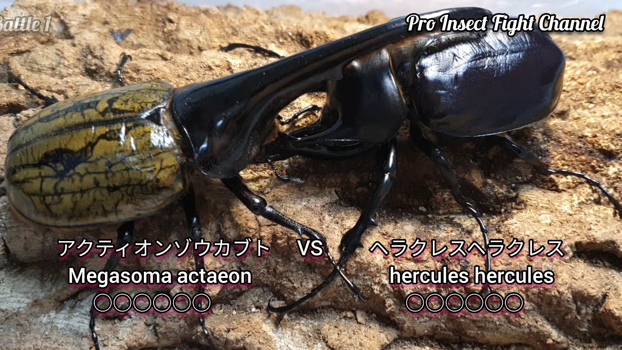 アクティオン VS ヘラクレスヘラクレス(악테온코끼리장수풍뎅이VS헤라클레스헤라클레스)