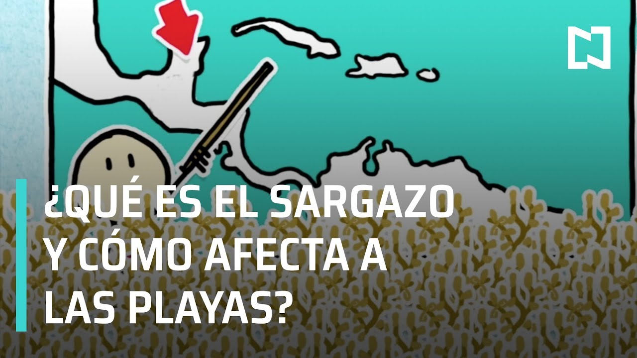 &iquest;Qu&eacute; es el sargazo y c&oacute;mo afecta a las playas mexicanas? - A Las Tres