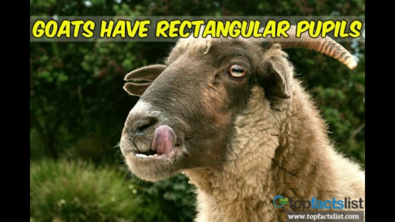 Top 50 Weird Facts That Will Blow Your Mind | Top Facts List