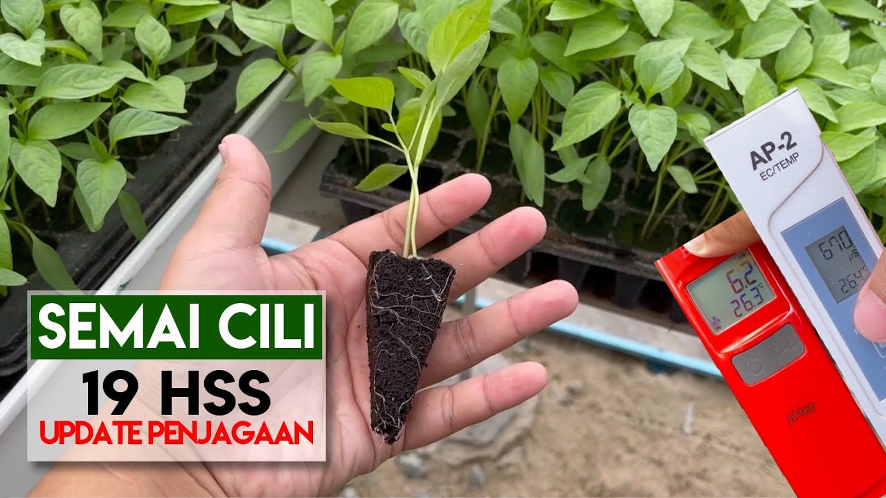 [ SEMAIAN CILI 2# ] Penjagaan harian semaian automatik