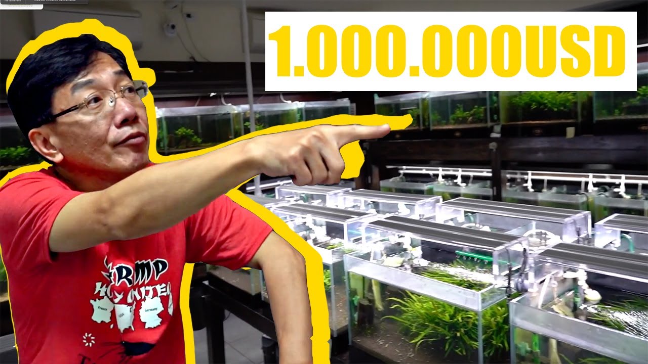 Garnelen im Wert von über 1.000.000💲😱 WELTKLASSE ZÜCHTER