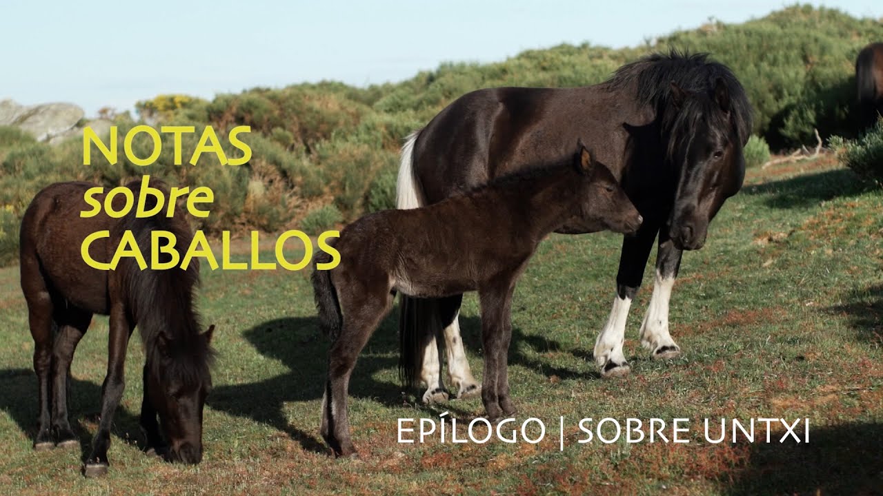 Notas sobre Caballos | Epílogo. Untxi